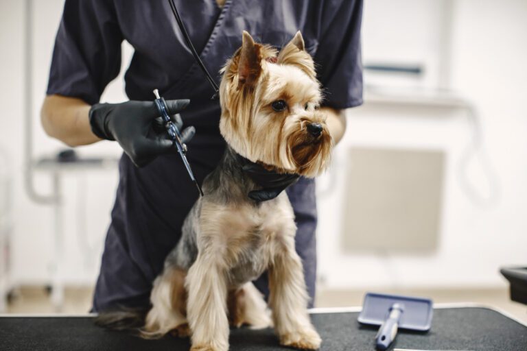 curso-peluqueria-canina-peluquera-cortando-yorkshire