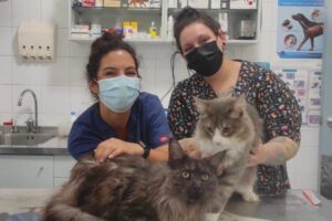 curso-auxiliar-veterinario-galicia-clinica-pontevedra