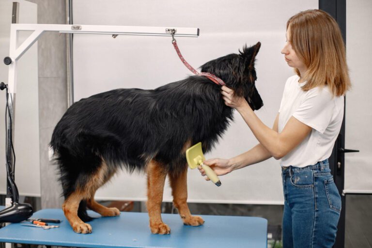 curso-peluqueria-canina-peluquera-cepillando-pastor-aleman