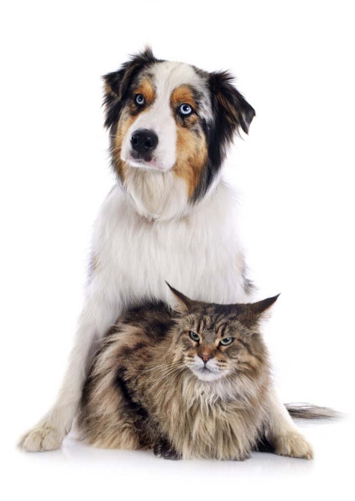 curso-auxiliar-clinico-veterinario-perro-y-gato.jpg