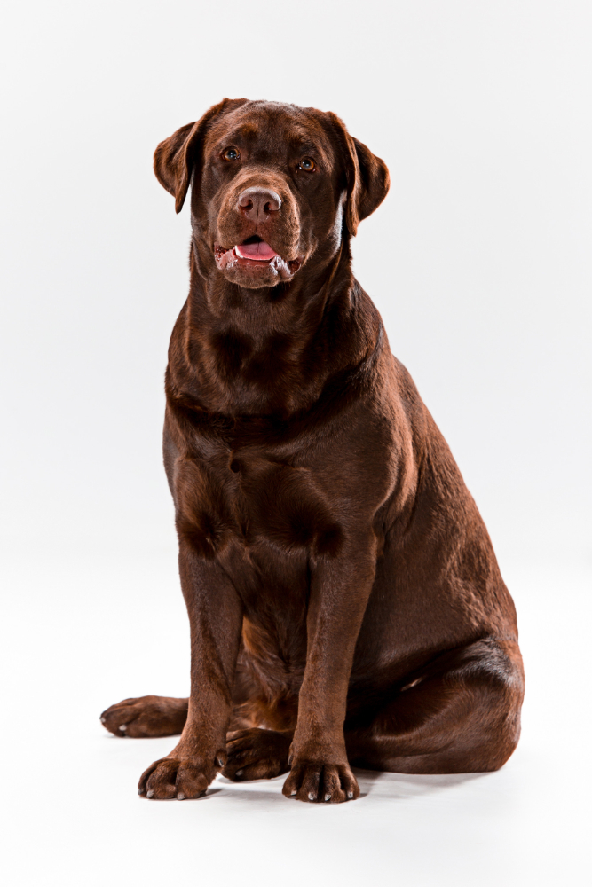 curso-auxiliar-veterinario-granada-perro-labrador-chocolate