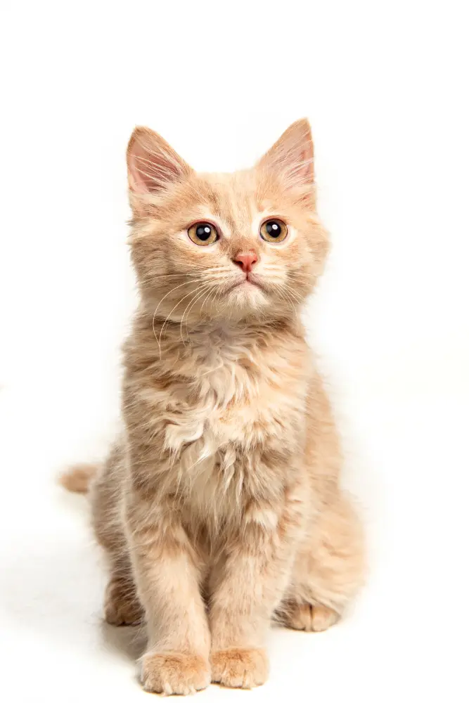 curso-auxiliar-veterinario-sevilla-gatito-pelirrojo