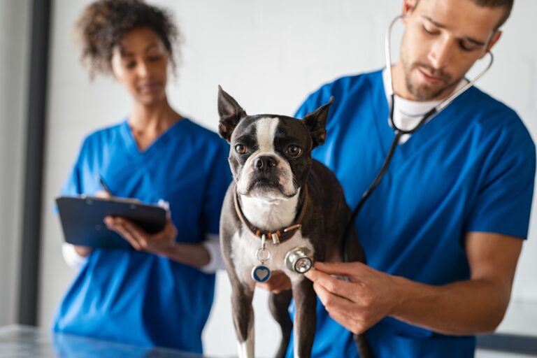 curso-presencial-auxiliar-clinico-veterinario-veterinarios-vet-examinando-perro