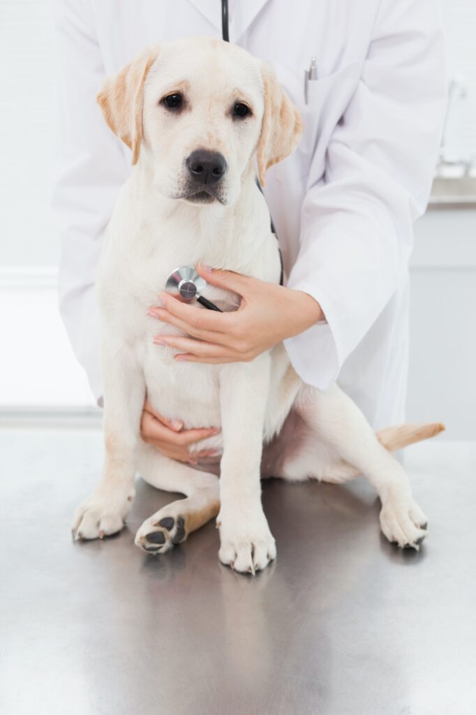 curso-auxiliar-veterinario-malaga-veterinario-con-cachorro-labrador