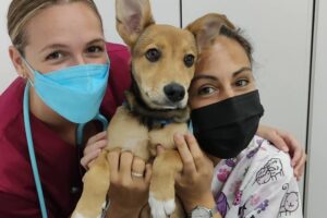 curso-auxiliar-veterinario-malaga-veterinario-centro-pinovet