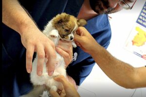 curso-auxiliar-veterinario-sevilla-centro-valdezorras